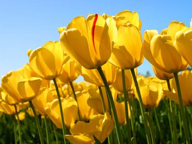 Click image for larger version

Name:	Tulips.jpg
Views:	1
Size:	19.8 KB
ID:	205566